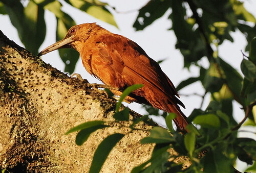 Great Rufous Woodcreeper (Xiphocolaptes major)