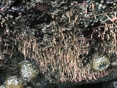 Ectopleura