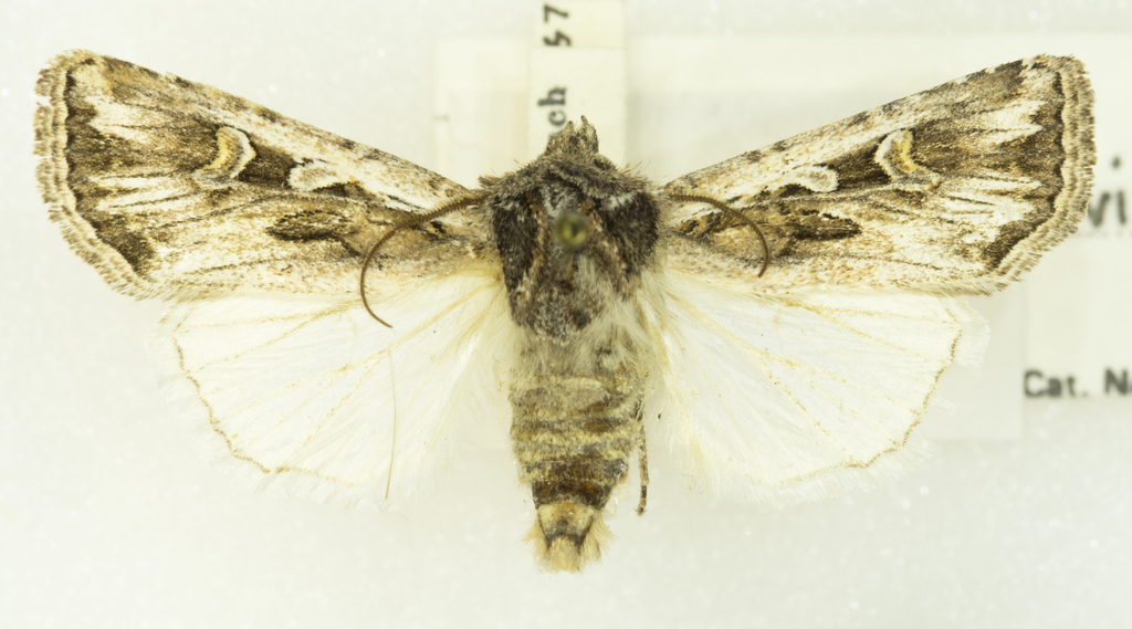 Euxoa brevipennis