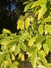 Pittosporaceae