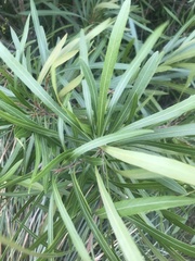 Pouteria salicifolia