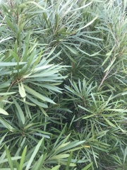 Pouteria salicifolia