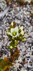 Gentianella montana montana