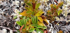 Gentianella montana montana