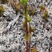 Gentianella montana - Photo (c) Chris Ecroyd, μερικά δικαιώματα διατηρούνται (CC BY-NC), uploaded by Chris Ecroyd
