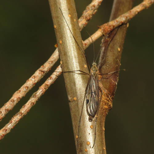 Unknown species found near Vashon, WA 98070, USA