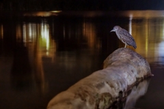 Nycticorax nycticorax