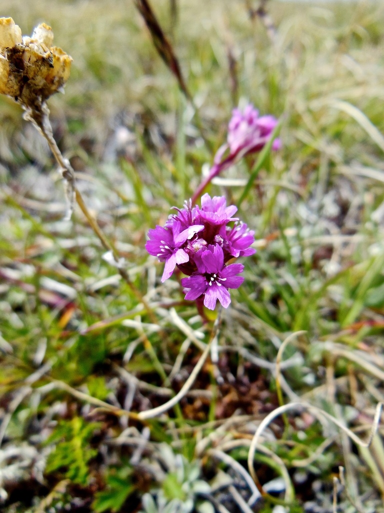 Viscaria alpina (Viscaria alpina)
