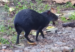 Dasyprocta fuliginosa