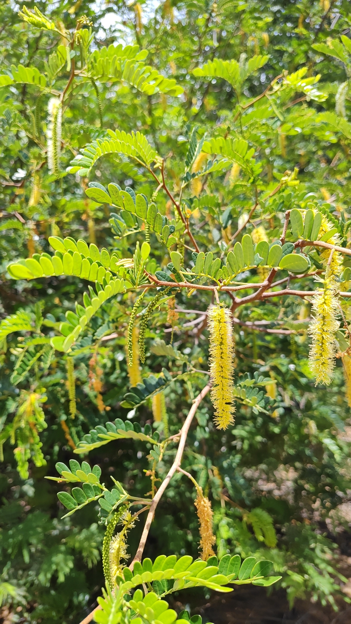 Pityrocarpa moniliformis