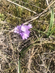 Dipterostemon capitatus capitatus