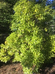 Pittosporaceae