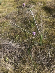 Dipterostemon capitatus capitatus