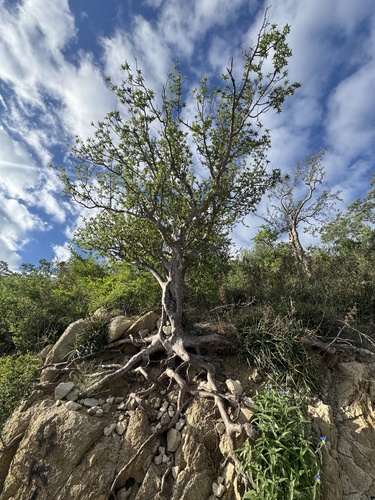 Bursera cerasiifolia Brandegee