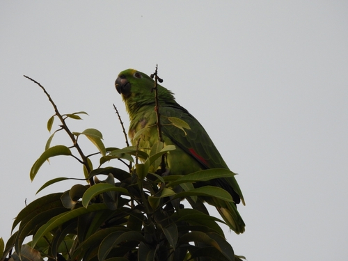 Yellow-crowned Amazon (Amazona ochrocephala), photo 4