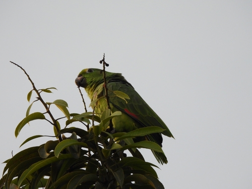 Yellow-crowned Amazon (Amazona ochrocephala), photo 5