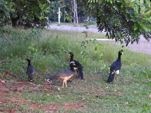 Bare-faced Curassow (Crax fasciolata)
