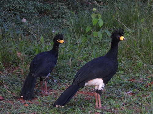 Bare-faced Curassow (Crax fasciolata), photo 4