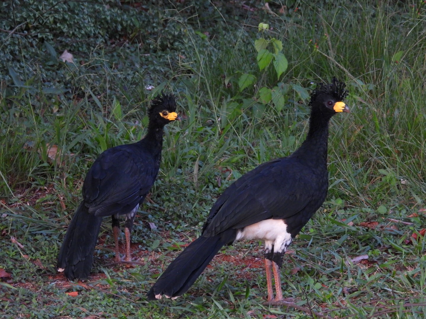 Bare-faced Curassow (Crax fasciolata), photo 2