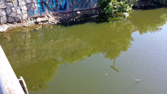 Oreochromis niloticus