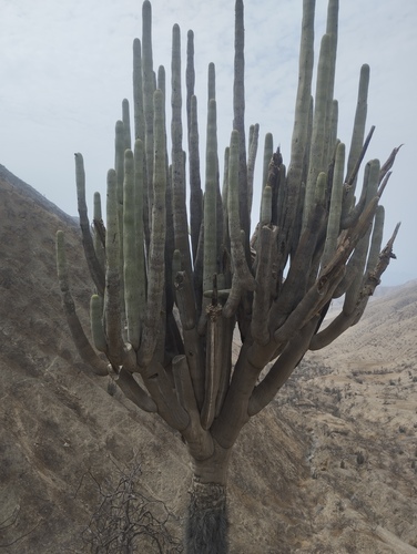 candleholder cactus (Browningia candelaris)