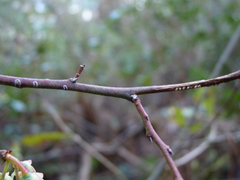 Vaccinium formosum