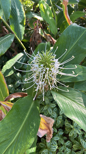 Hedychium thyrsiforme observed 2025-09-22