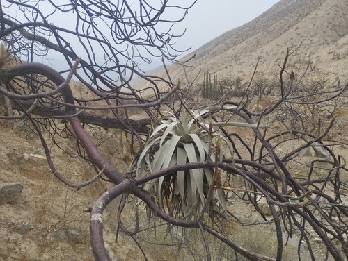 Tillandsia latifolia, photograph 5