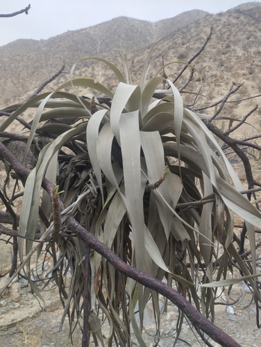 Tillandsia latifolia, photograph 4