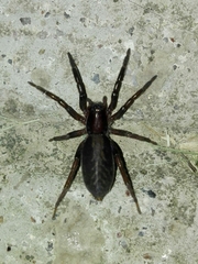 Teminius insularis