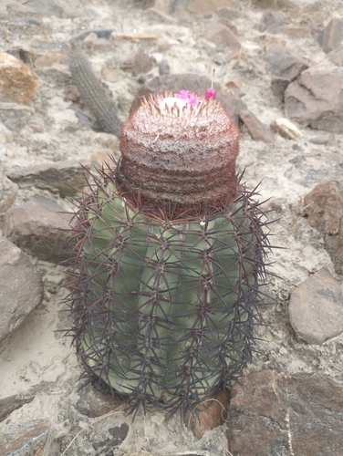 Melocactus peruvianus