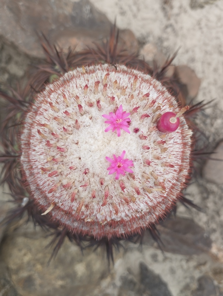 Melocactus peruvianus, Ica, Perú