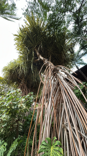 Pandanus tectorius observed 2026-02-02