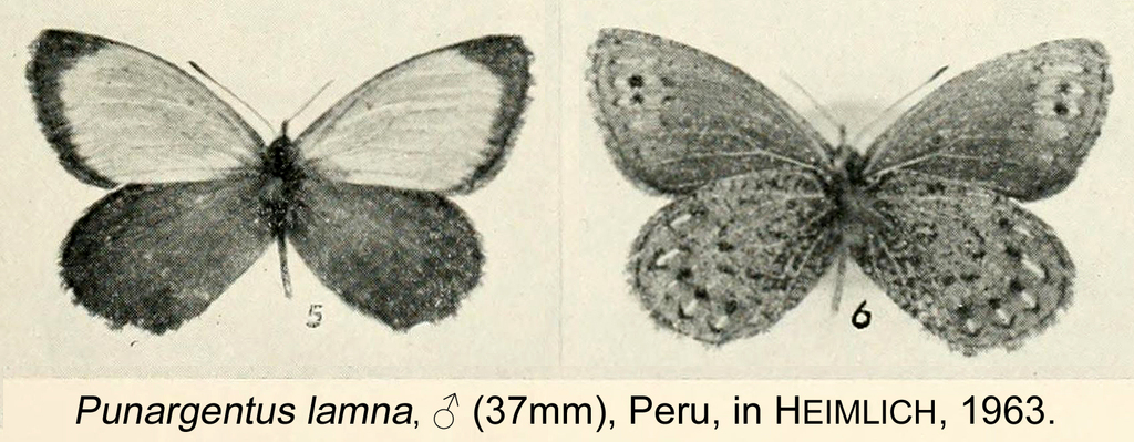 Punargentus lamna