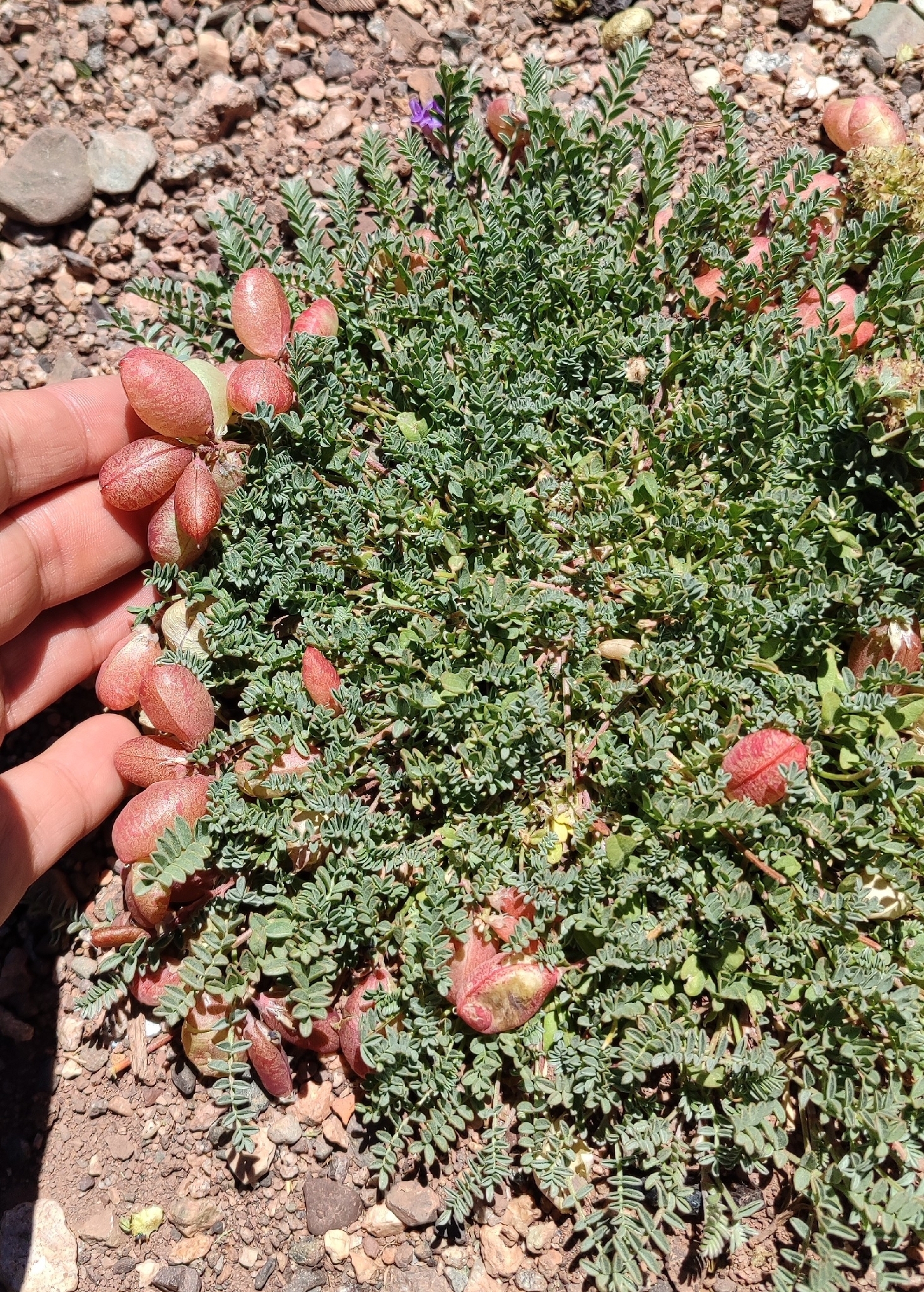 Astragalus arnottianus
