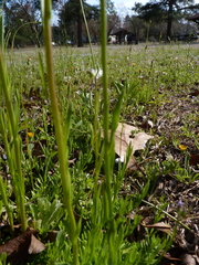 Nuttallanthus texanus