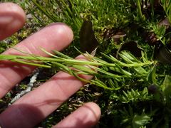 Nuttallanthus texanus