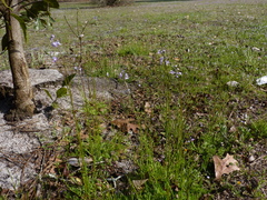 Nuttallanthus texanus