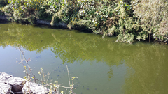 Oreochromis niloticus