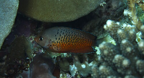 Rusty angelfish (Centropyge ferrugata) — Pomacanthidae — 3