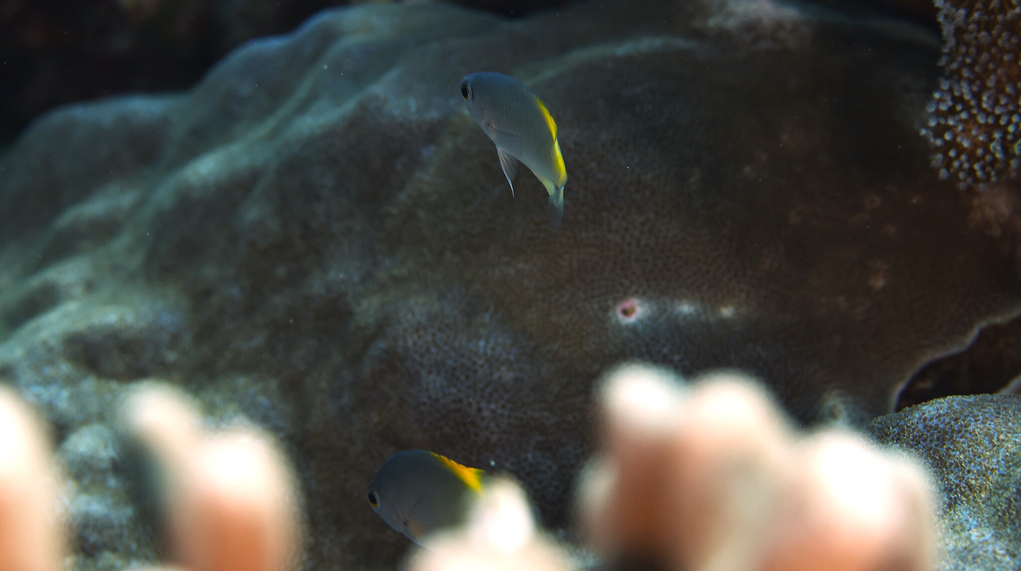 Scaly Damsel photo 6