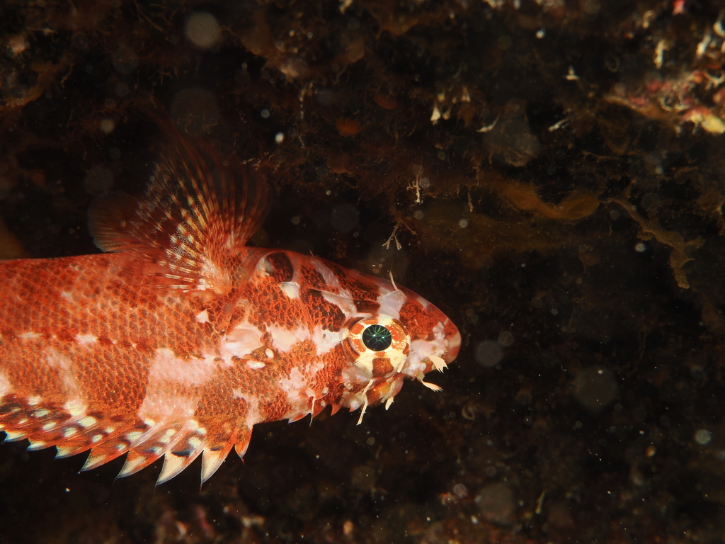 Rainbow scorpionfish (Scorpaenodes xyris) — Scorpaenidae