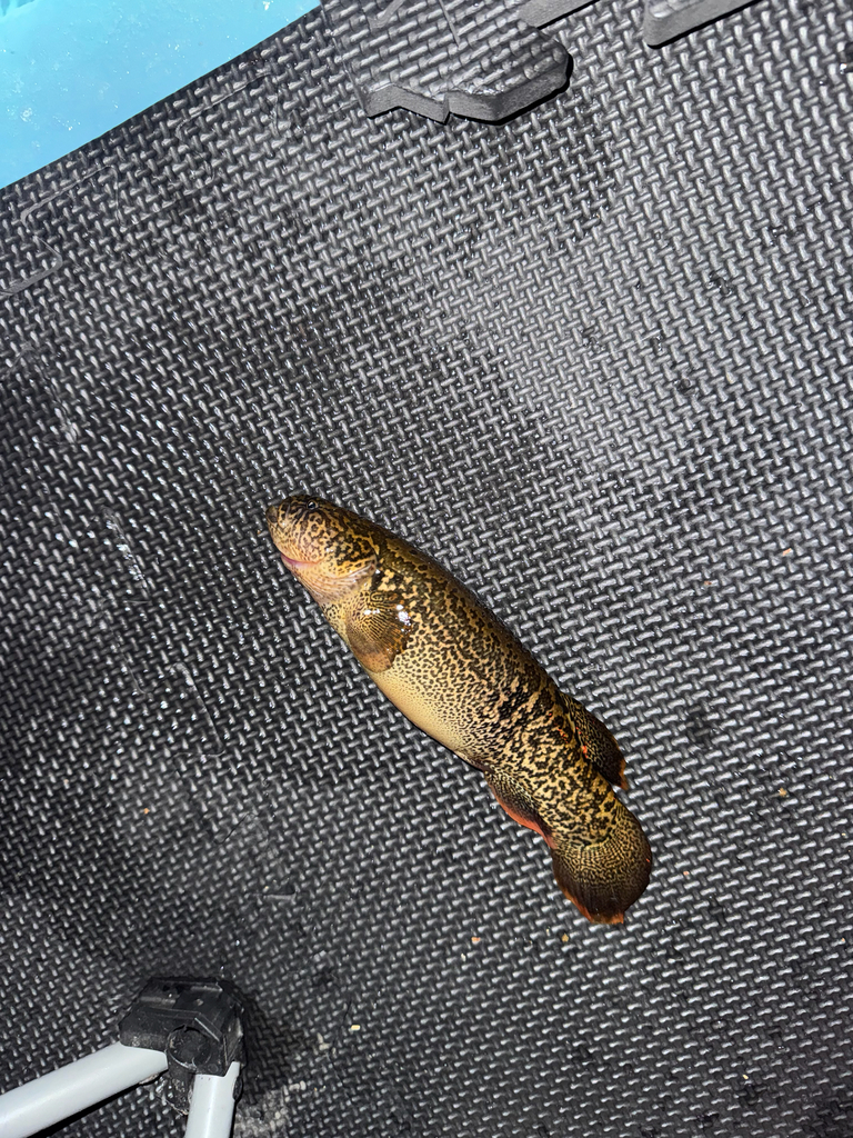 Alaska blackfish (Dallia pectoralis) — Umbridae