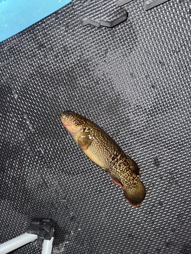 Alaska blackfish (Dallia pectoralis) — Umbridae
