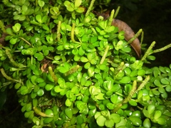 Peperomia berlandieri