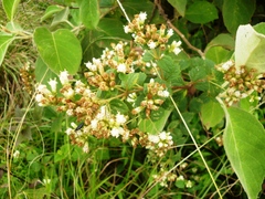 Calea ternifolia
