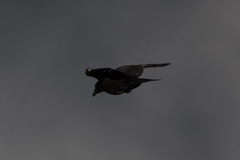 Corvus corone corone