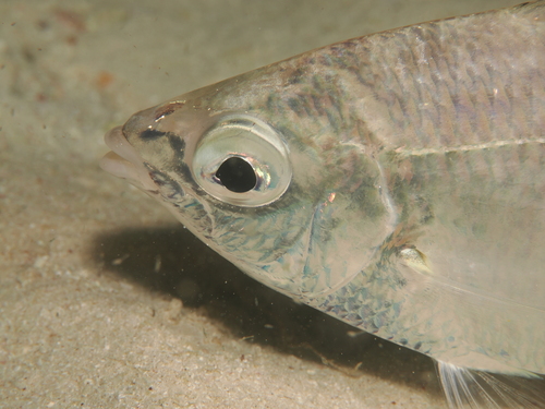 Dow's mojarra (Eucinostomus dowii) — Gerreidae