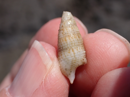 Cerithium observed 2026-02-02