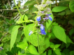 Salvia mocinoi